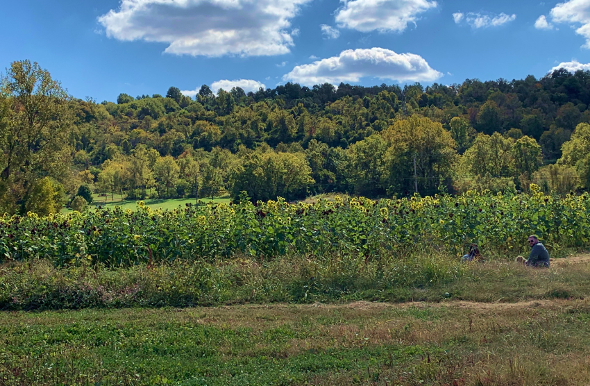 Greenspace